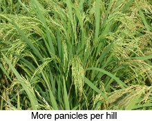 more panicles per hill